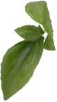 Изображение - leaf